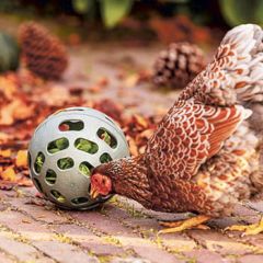 Snackbold Til Høns Genbrugsplast (2)